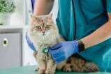 Katzenversicherungen im Check